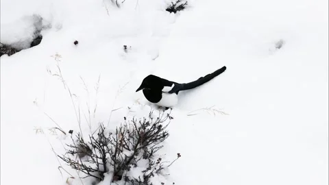 A Black-billed Magpie Digging Through Snow Stock Footage 339373360