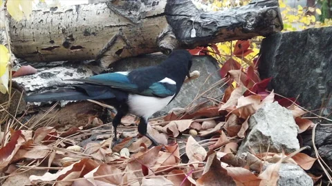 Black-billed magpie digs for nuts in fallen leaves, wide angle closeup, 4k audio Stock Footage 257030864