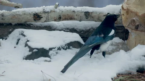 Black-billed magpie feeds on suet in snow, slomo 4k, Stock-Footage 166370096