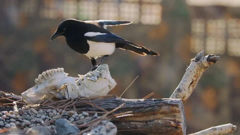 Black-billed magpie jumping around to feed on Bighorn sheep skill, 4k Stock Footage 258080761