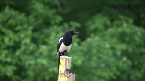 Black Billed Magpie Portrait on a post Stock Footage 201019250