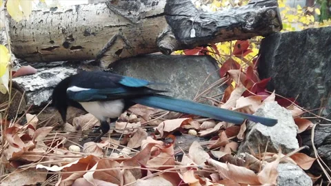Black-billed magpie rustles in fall leaves for nuts, cu, wide, 4k audio Stock Footage 257030868