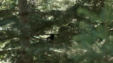 Black-Billed Magpie Walking in Pine Tree Stock Footage 52193960