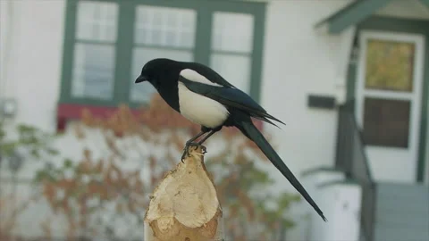 Black-billed magpie watching from post, house behind, slomo 4k Stock Footage 167047082