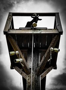 Black Billip Stock Photos