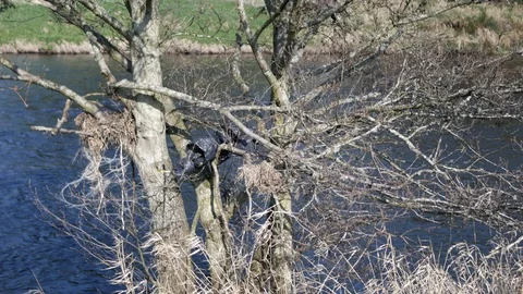 Black bin stuck on a tree in a park Stock Footage 107599256
