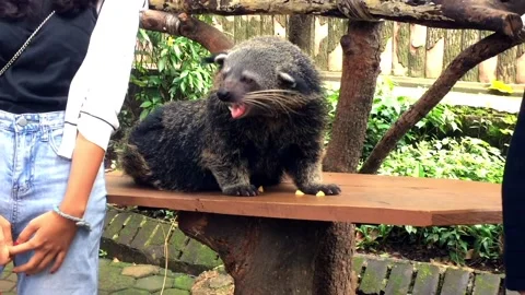 Black binturong or bearcat looking around on a wooden platform Video stock 333638690