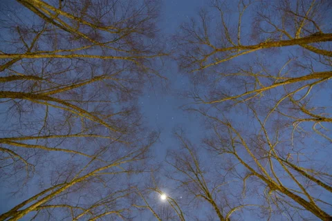 Black Birch Trees Night Stars (One of Two) Stock Footage 228965521
