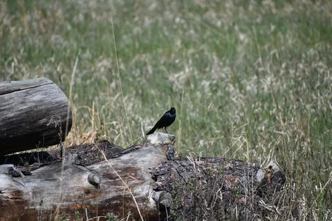 Black Bird 2 写真素材