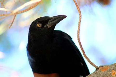 Black Bird 3 Stock Photos