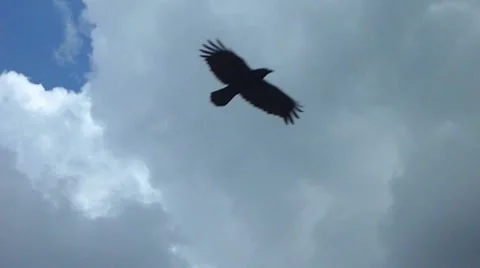 Black Bird and Clouds Stock-Footage 8795596