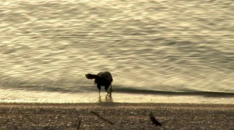 Black Bird Bath Stock Footage 12339107