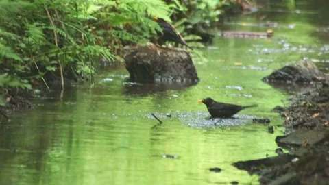 Black bird bathing in idyllic creek in a forest jungle with crystal clear water Stock Footage 313363505