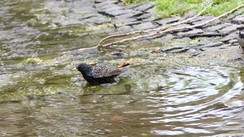 Black bird bathing in pond Stock Footage 240402203