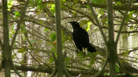 Black Bird on Branch Stock Footage 7761639