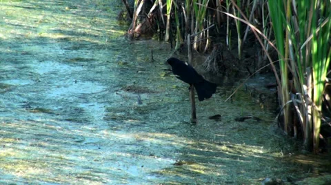 Black bird on a branch Stock Footage 35829467