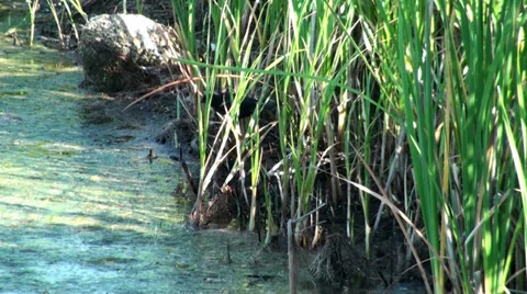 Black bird in the bushes Stock Footage 35828434