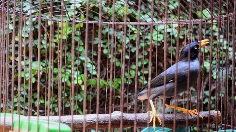 Black bird in a cage Stock Footage 118651506