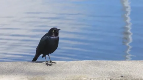 Black Bird Chirping Stock Footage 264814091