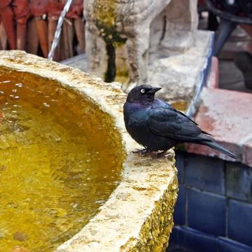 Black bird close up. Stock Photos