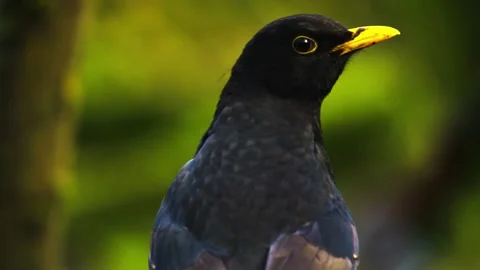 Black Bird Closeup Stock Footage 292822331