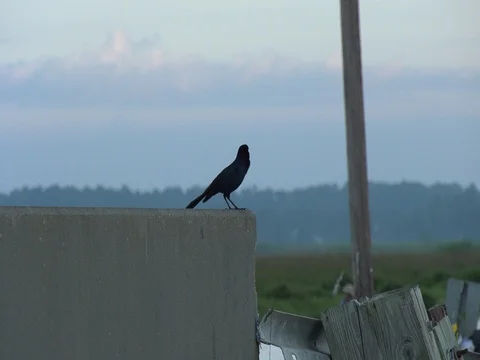 Black Bird on concrete bridge Stock Footage 80384709