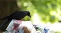 Black Bird Crow Raven Sitting on Full Garbage Bags Trashcan Dumpster Overloaded HD Footage