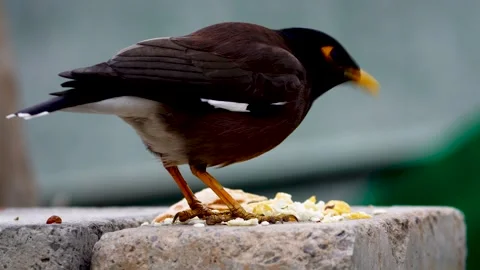 A Black Bird Descends, Perches on Wall and Feasts on Seeds in Delhi, India Stock Footage 260402287