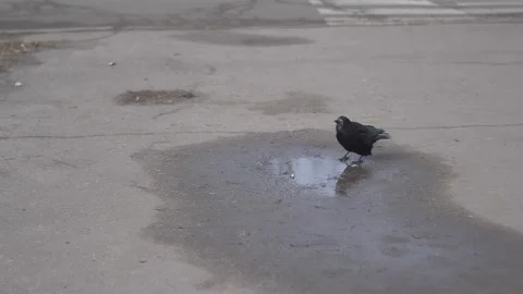 Black bird drinks from a puddle 스톡 동영상 293935696