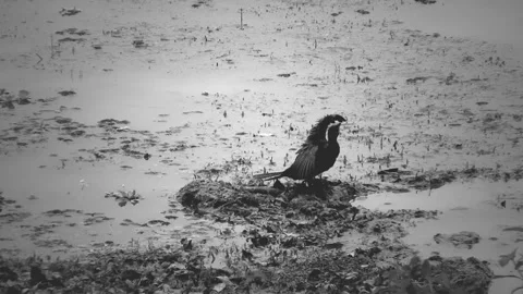 Black bird drying its wings - Black &amp; White Stock Footage 282474430