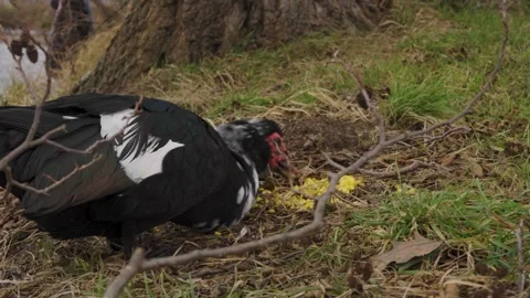 Black Bird Eating Corn | 4K Slow Motion Vídeos de archivo 300189960