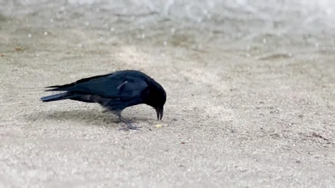 Black Bird Eating From The Ground. Alone Jackdaw Stands In The Sand. Stock Footage 273995964