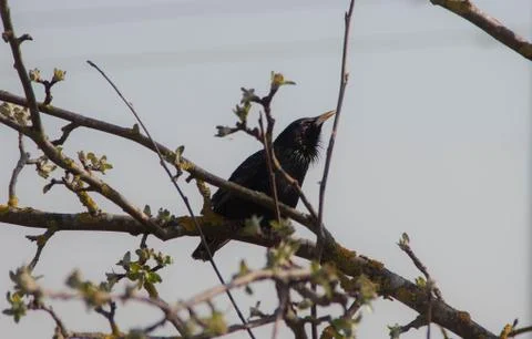 Black bird enjoying spring sun and weather. Stock Photos