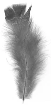 Black bird feather Stockfoto's