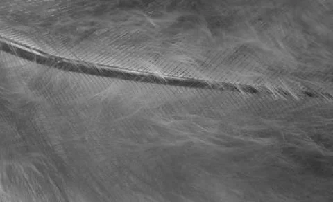 Black bird feather Foto stock