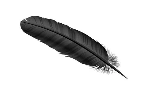 Black bird feather on white background. Vecto Stock Illustration