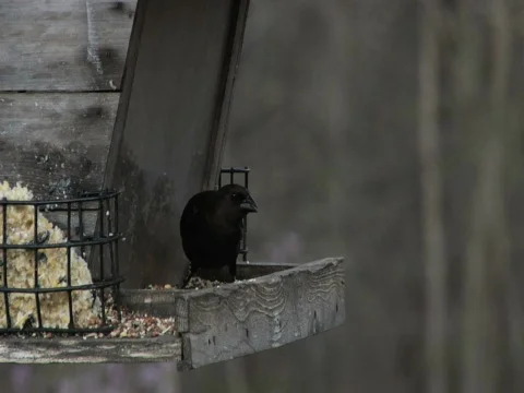 Black Bird On Feeder Vidéo 373570