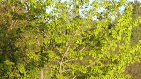 Black Bird Flies Away Under Moon Stock Footage 79625437