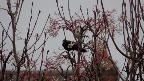 Black bird in flight slow motion Stock Footage 197288513