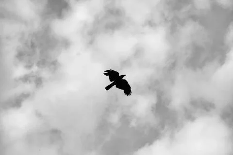 Black Bird Flying Against Dramatic Cloudy Sky Stock Photos