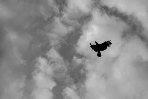 Black Bird Flying Against Dramatic Cloudy Sky Stock-Fotos