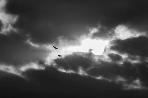 Black Bird Flying Against Dramatic Cloudy Sky Stock-Fotos