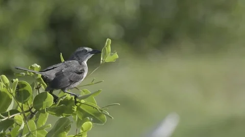Black bird flying off from the branch of a tree Video stock 77809634