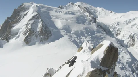 Black bird flying over snow clad mountains in winter Stock Footage 113248167