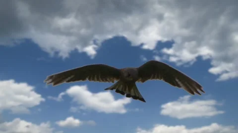 Black bird flying in the sky Video stock 274415236