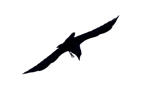 A black bird is flying in the sky Stock Photos