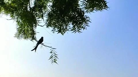 A black bird flying to tree branch slow motion footage with blue sky Stock Footage 123095458