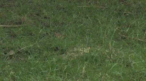 Black Bird Stock Footage 607618