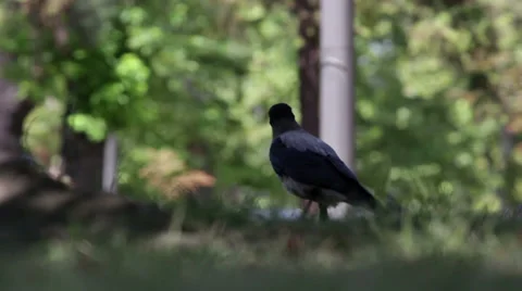 Black bird Video stock 30871338