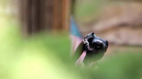 Black Bird Stock Footage 48530211